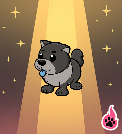 Black Chow Chow