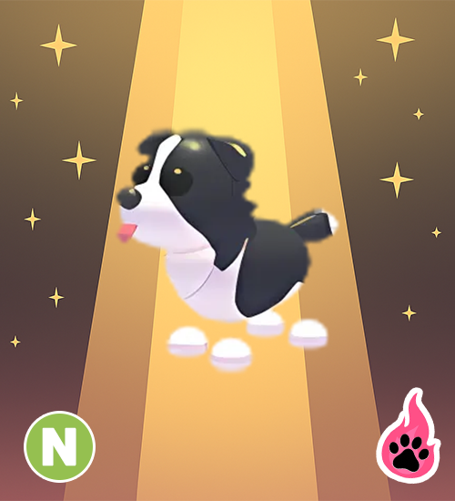 Neon Border Collie